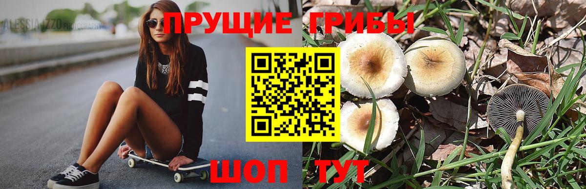 Галлюциногенные грибы Psilocybine cubensis Долгопрудный